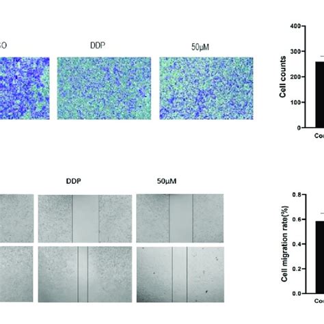 A Image Of Cell Migration Process In Scratch Experiment And H Cell