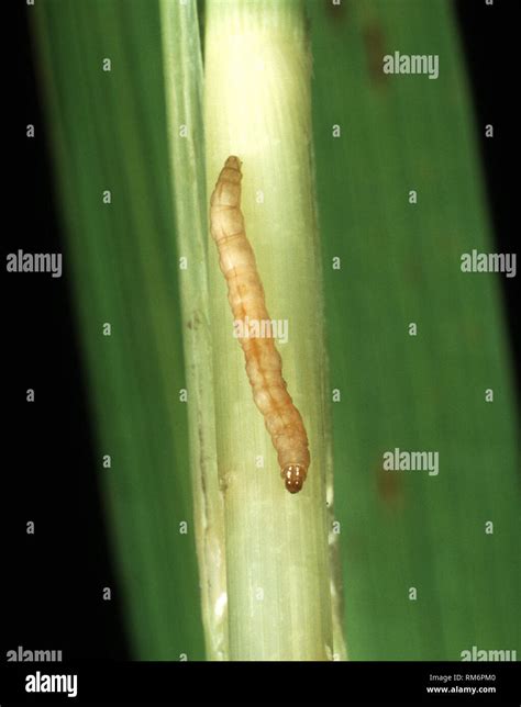 Yellow Stem Borer Scirpophaga Incertulas Pest Moth Caterpillar In Damaged Rice Stem Luzon