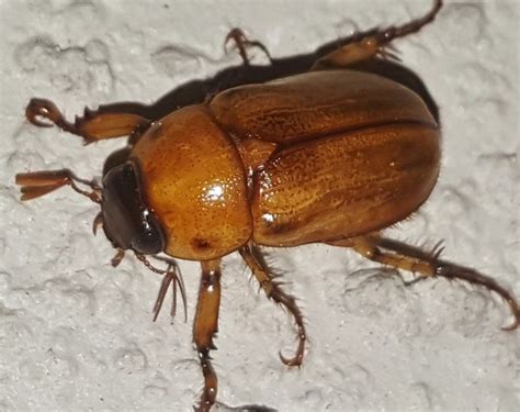 May Beetle Species Name