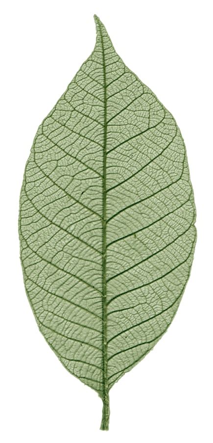 Rubber tree leaves – Green | Graphic Products Corporation