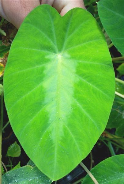 Colocasia Fallax Brians Botanicals