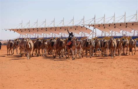 King Abdulaziz Camel Festival Project The Sixth Edition Riyadh Ksa