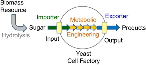 PDF Transporter Engineering In Biomass Utilization By Yeast