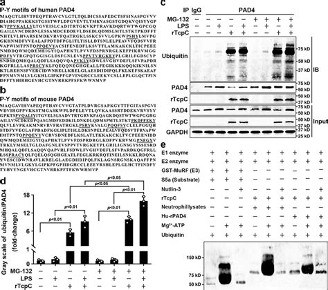 Tcpc Is An E Ligase That Promotes Ubiquitination Of Pad A B