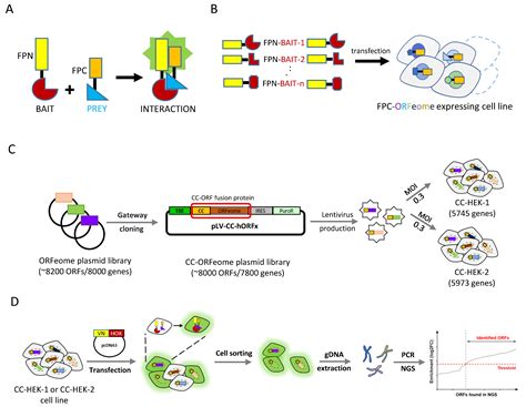 Cells Free Full Text A Live Cell Protein Complementation Assay For