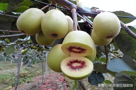 特產早知道——蒼溪紅心獼猴桃 每日頭條