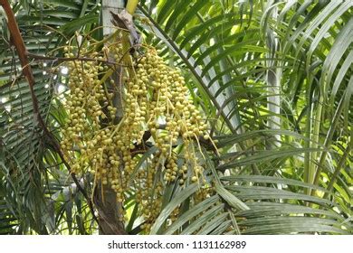 Areca Palm Fruit Seeds Stock Photo (Edit Now) 1131162980