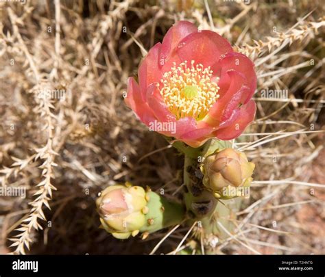 Opuntia At Zion National Park Hi Res Stock Photography And Images Alamy