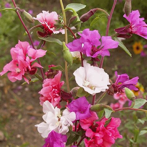 Clarkia Flower Seed – beyond organic seeds