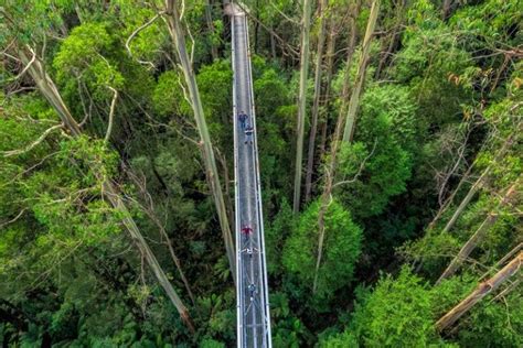 A new perspective on the forest from the Otway Treetop Walk