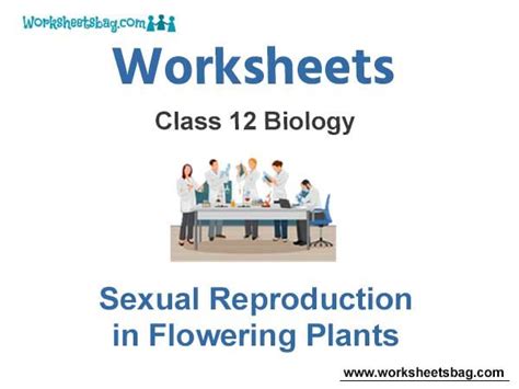 Worksheets Class 12 Biology Sexual Reproduction In Flowering Plants