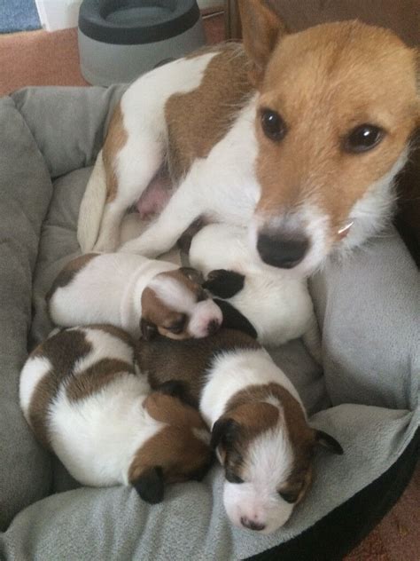 4 Adorable Jack Russell Puppies For Sale In Frome Somerset Gumtree