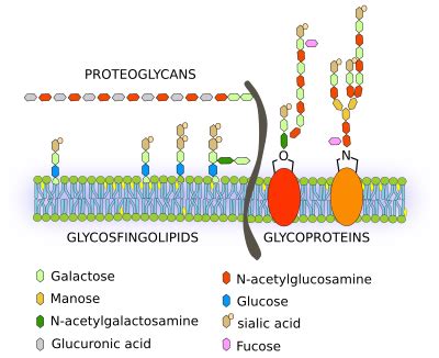 Glycolipids In Cell Membrane