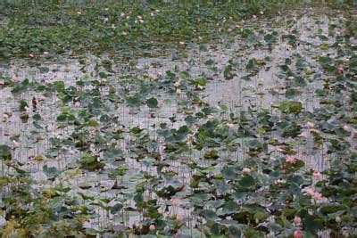 Bheemeshwari Sanctuary in Mandya, Karnataka | BangaloreOrbit.com