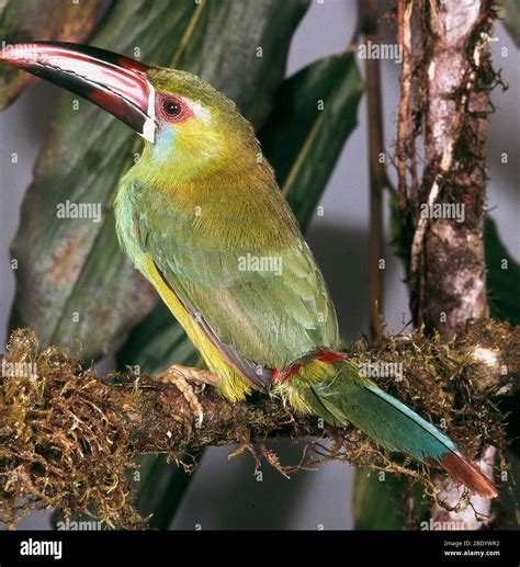 Fauna Kolumbiens Fotos Und Bildmaterial In Hoher Aufl Sung Alamy