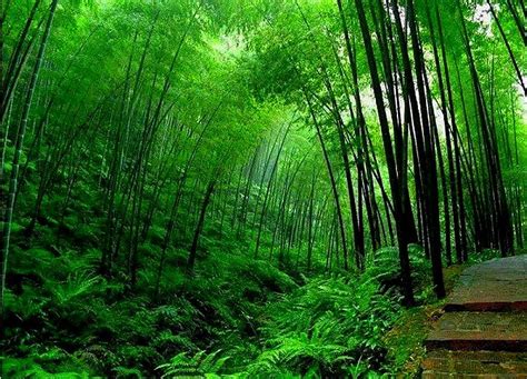 High Definition Quality Bamboo HD Wallpaper Pxfuel