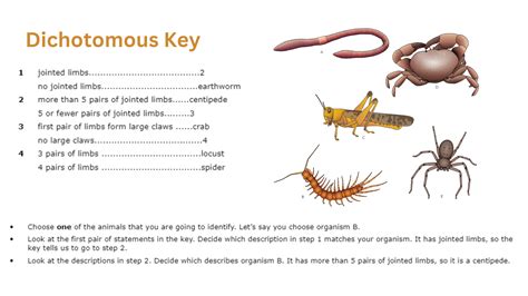 Concept And Uses Of Classification Systems Igcse Biology Whip Smart