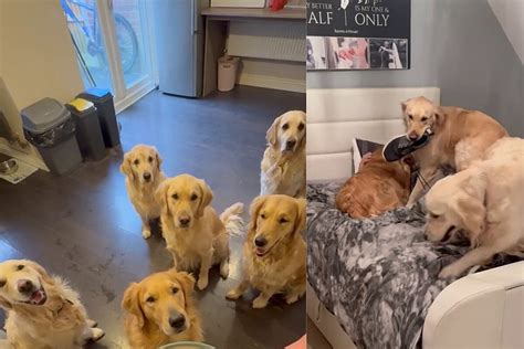 C Es Golden Retrievers Se Organizam Para Acordar Tutor Da Melhor