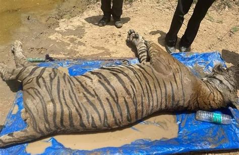 Male Tiger T 65 Found Dead In Ranthambore National Park Rajasthan Latest News And Blog From