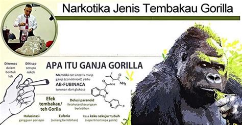 Ilustrasi Narkotika Jenis BaruTembakau GoriIa