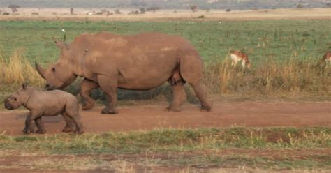 Excursion d une journée au parc national d Amboseli GetYourGuide