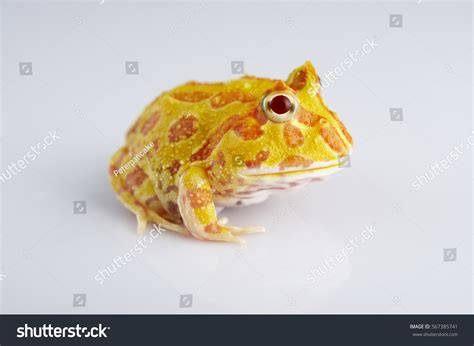 Argentine Horned Frog Ceratophrys Ornata Known Stock Photo 567385741 ...