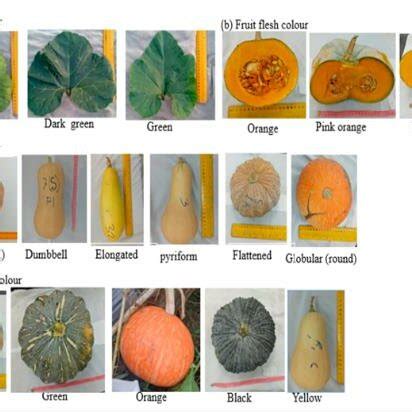 Morphological Difference Between Cucurbita Spp Morphological