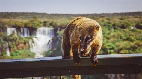 Qué hacer en Cataratas del Iguazú con menores de edad Visitemos