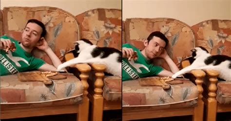 Tiktok Viral Gato Aprovecha Descuido De Su Due O E Intenta Robarle