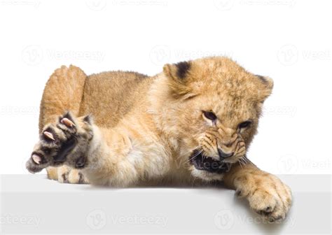 Lion Cub lying down 800247 Stock Photo at Vecteezy