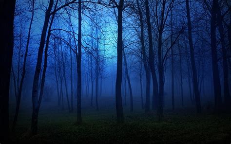 1 Forbidden Forest The Forbidden Forest Harry Potter Hd Wallpaper Pxfuel