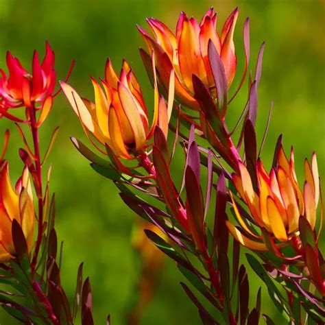 Searles Growing Callistemons In Australia