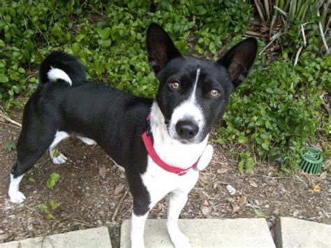 Lost Black and White adult male basenji Chatsworth CA | Basenji Forums ...