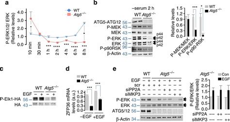 Erk Phosphorylation In Atg Cells Depends On Nutrient Availability