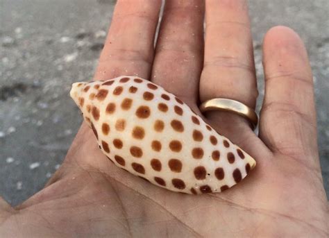 Everything to Know About the Junonia Shell » Sand Dollar Shelling