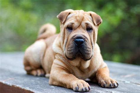 Pin By חגית בריל On Shar Peis In 2020 Shar Pei Puppies Shar Pei Dog