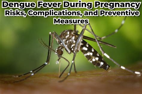 Dengue Fever During Pregnancy Risks Complications And Preventive Measures Medical