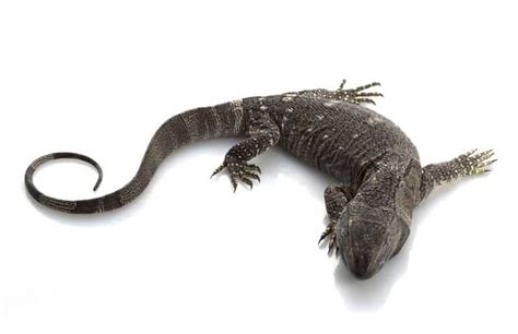 Black-Throated Monitor 101: Care, Size, Diet & More!