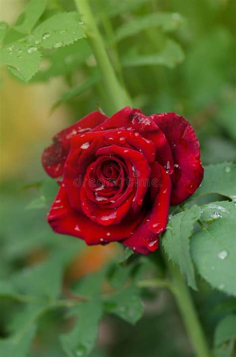 Roses Care Selection Planting Red Roses In Landscape Grow Stock