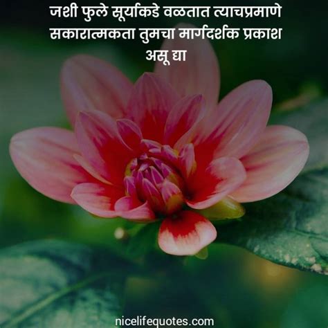 101 Flower Quotes In Marathi फुलावर सुंदर सुविचार मराठीत