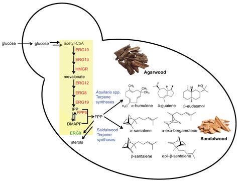 Fermentation Free Full Text Metabolic Engineering Of Saccharomyces