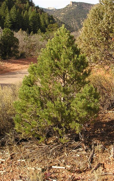 Gila National Forest Home