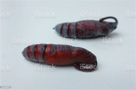 Butterfly Cocoon Butterfly Cocoon Isolated Stock Photo - Download Image Now - Animal, Animal ...