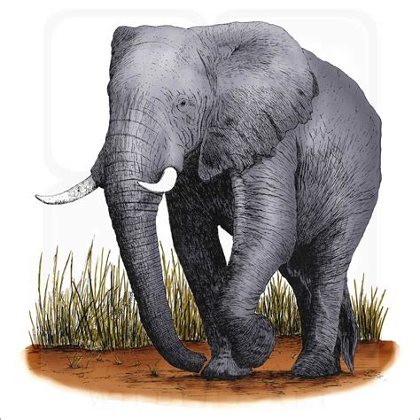 African Elephant Signed Fine Art Print Inkart