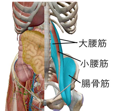 大腰筋刺鍼について 北京堂鍼灸首里 いじゅ治療院