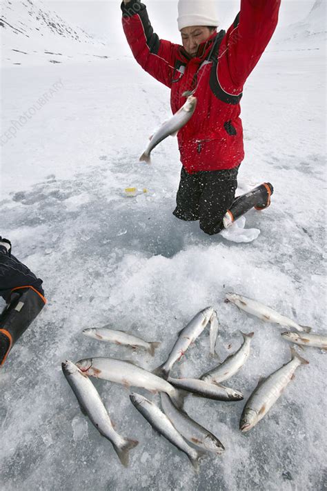 Arctic fishing - Stock Image - E205/0093 - Science Photo Library