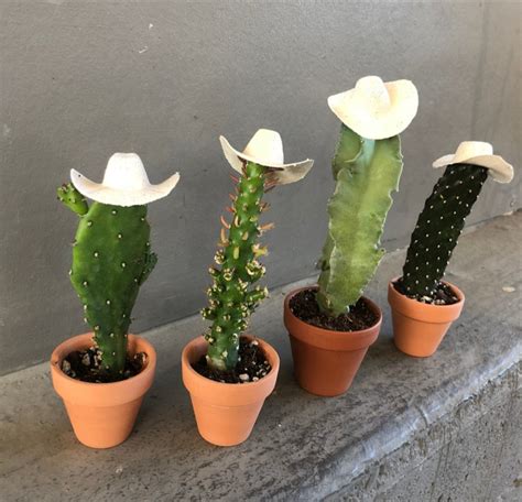 Cowboy Cacti Trio 🤠 Plant Party