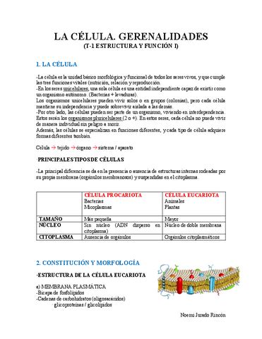 T4 Concepto De Citologia E Histologia Docx