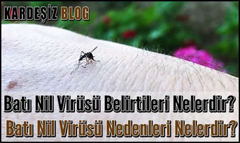 Bat Nil Vir S Belirtileri Nelerdir Bat Nil Vir S Nedenleri Nelerdir