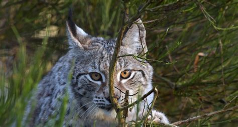 Seven meek and mighty animals from Ireland that are now extinct | The Irish Post